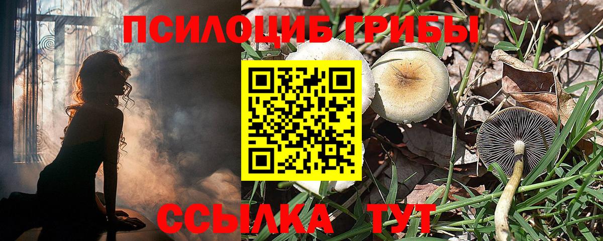 Псилоцибиновые грибы Psilocybine cubensis  Саратов 